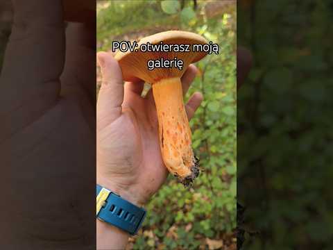 POV: otwierasz moją galerię grzybów #grzyby