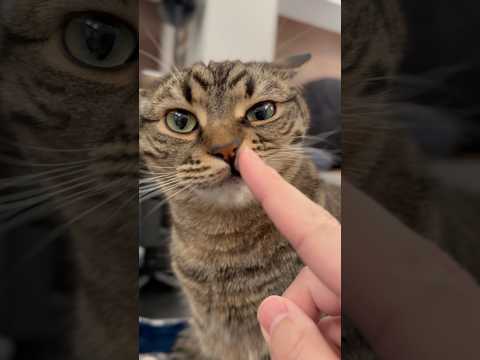 猫の動画サムネイル - 犬のような猫が天才すぎてベタ褒めパパ!! #shorts #猫 #cat