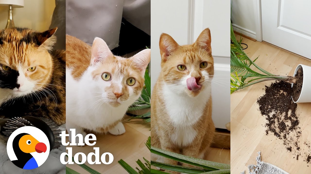Can You Solve This Cat Murder Mystery? | The Dodo