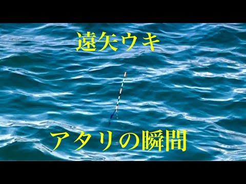 この瞬間がたまらない遠矢ウキのアタリ【チヌ釣り フカセ釣り 黒鯛】