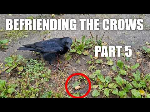 Getting Really Close - Befriending the Crows pt. 5