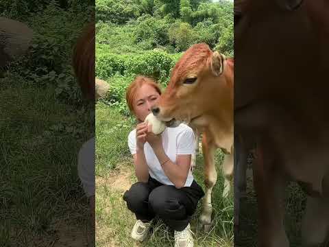 배고픈 소들에게 간식을 뺏겨버렸습니다! 😂 #쇼츠 #동물영상 #소 #웃긴동영상 #귀여운동물 #꿀잼 #추천