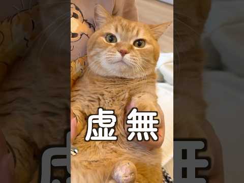猫の動画サムネイル - 虚無虚無プリン発動で無双するプリン