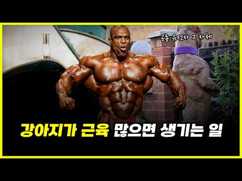 강아지가 로니콜먼처럼 근육이 크면 생기는 일... 반려견과 연애의 상관관계 완벽 분석