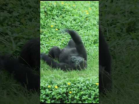 cute #gorilla 😆 #gorillatag #台北市立動物園 #金剛猩猩 #zoo #shorts サムネイル