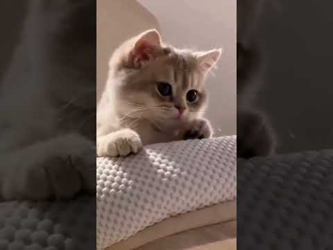 Cute kitty cats dancing around! #catshorts #cats #pets #kitties