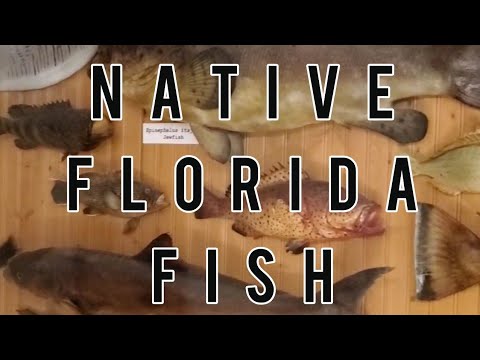 Native Florida Fish Taxidermy #shorts A wall of native fish Taxidermy. Let me know what you think.

#shorts #nativefish #taxidermy