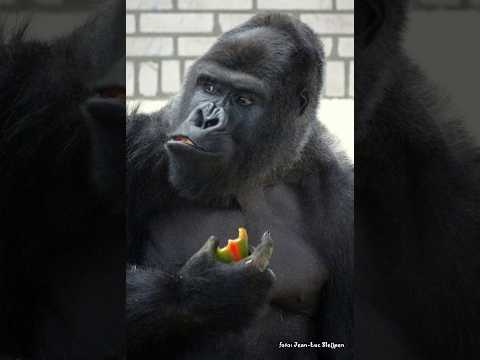 silverback Viking in Burgers' Zoo