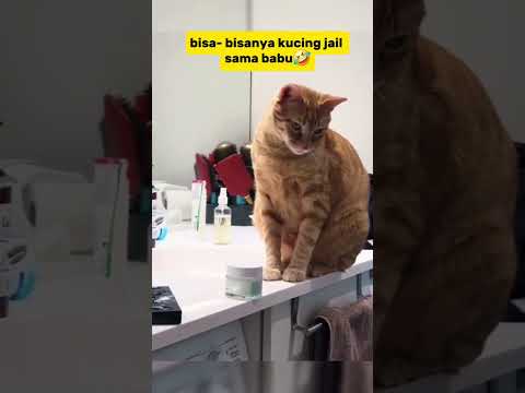 kucing jail #cat #funny #shots #kucing