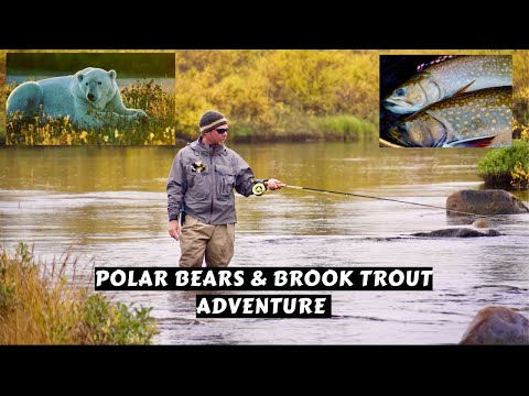 Polar Bears & Brook Trout
