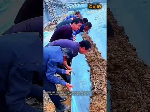 밭 비닐 멀칭 설치 작업