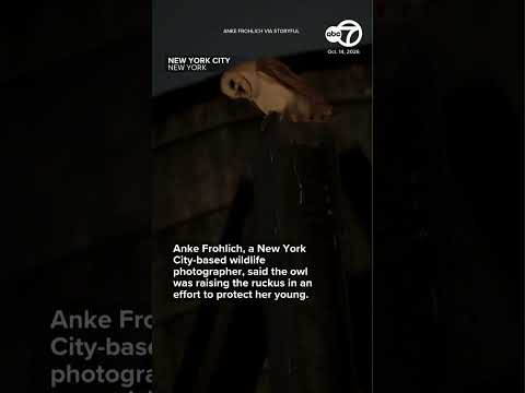 Barn owl screeches at Manhattan onlookers in rare sighting