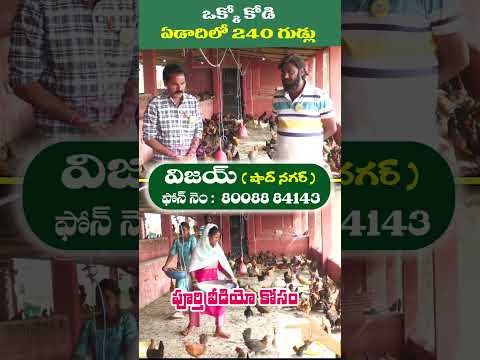 ఏడాదికి 240 గుడ్ల కోళ్లు #chickenfarming #livestock #agriculture