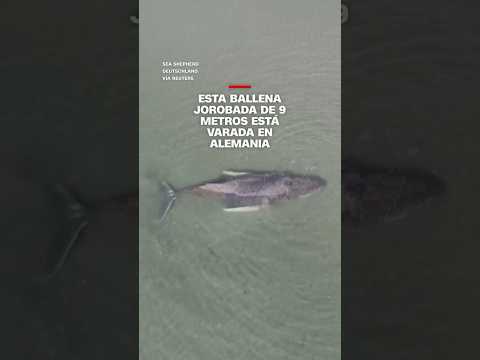 Esta ballena jorobada de 9 metros está varada en Alemania