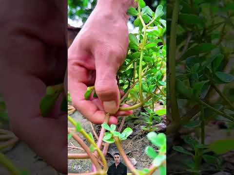 اذا وجدت هذا النبات فقد وجدت كنزا ثميناهذا النبات دواء قبل أن يكون غذاء.