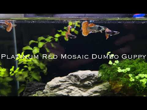 Platinum Red Mosaic Dumbo Guppy Platinum red mosaic dumbo guppy. 
AquaticArts.com