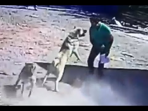 Kangal Dog Attacks a Man!!! - UCI-mqa072aPsYSijI3pzxzw