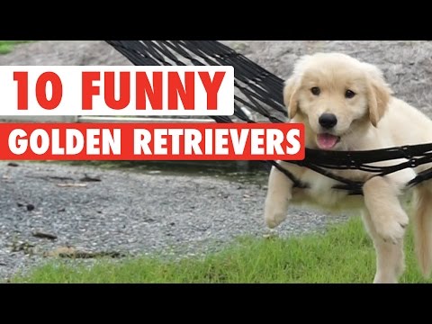 10 Funny Golden Retriever Videos || Awesome Golden Retriever Compilation - UCPIvT-zcQl2H0vabdXJGcpg