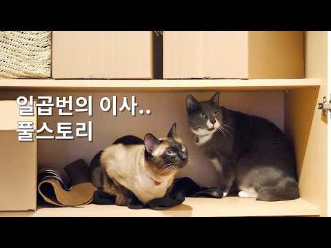 유튜브 10년, 7번의 이사, 고양이 네마리에서 다섯마리로