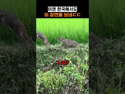 <strong>와</strong> 이제 한국에서도 이걸 보네ㄷㄷ