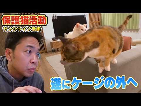 【保護猫活動】サンシャイン池崎さんが預かっている新入り猫らぶちゃんが初めてケージの外へ！（嗚呼!!みんなの動物園）