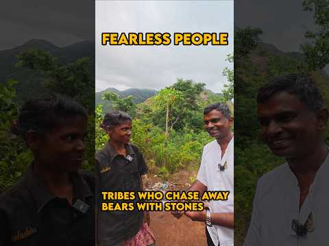 கரடியை கல்லால் அடித்து துரத்தும் மலைவாழ் மக்கள் #shorts