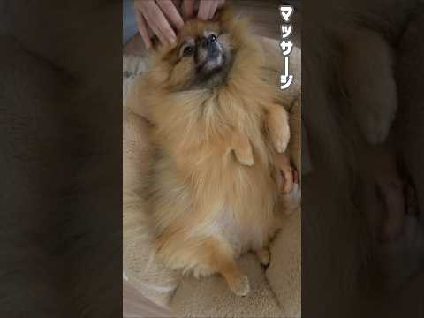 今日のぽっち🐻マッサージ#弱蟲なポメラニアン#ぽっち#犬のいる暮らし #子犬#いぬのきもち