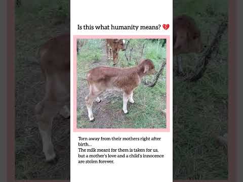 Torn away from their mothers right after birth…