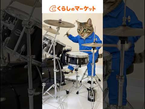 ねこ総理とねこ大統領のツインドラムがエグい【くらしのマーケットのCM】