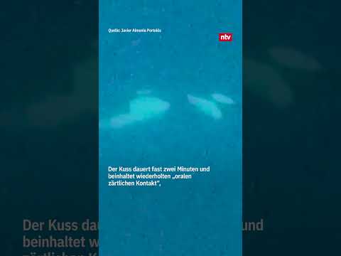 Besondere Aufnahme zeigt küssende Orcas