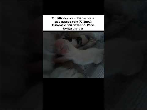 Esse filhotinho de cachorro nasceu com uma condição rara,a idade dele corre ao contrário