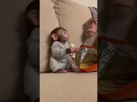 He is just relaxing ☺️ #chips #relaxing #asmr #cute #monkey