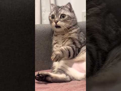 Cat Funny Reaction 😂 #cats #catlovers #catshorts