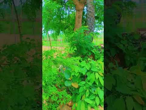 #haryanvisong #newsong #song #shortsfeed #music #dj #punjabimusic