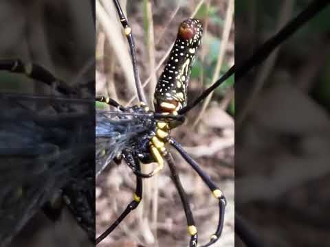 あみにかからないで(文字なし)