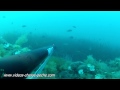 Barracuda chasse sous-marine méditerranée