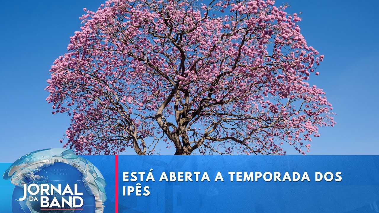 Temporada dos ipês árvores se enchem de flores e antecipam primavera