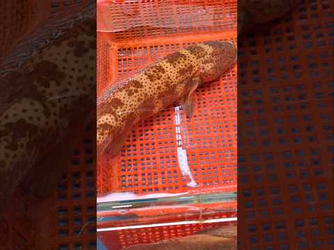 Orange-Spptted Grouper Fish