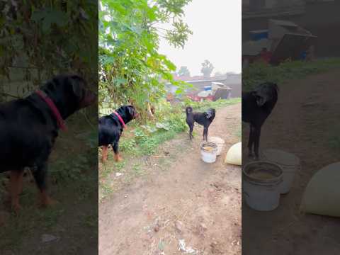 No Mercy! Rottweiler vs Angry Street Dog Turns Intense 😱 #RottweilerMax #StreetDog #short #DogLover