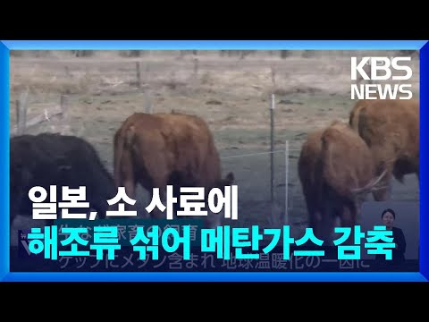 일본, 소 사료에 해조류 섞어 메탄가스 감축 / KBS  2023.06.15.