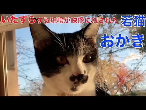 若猫「おかき」のいたずら現場が映像に 〜やめろやシリーズ〜 #保護猫　#猫いたずら  The mischievous scene of the cat "Okaki".