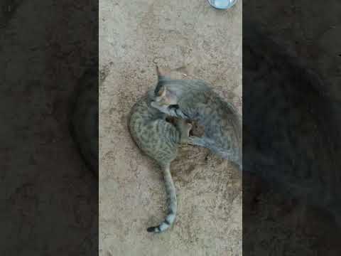 Cat Fighting 💥 #catfighting #catfightingsoundeffect #catfightingsounds #catfightingnoise