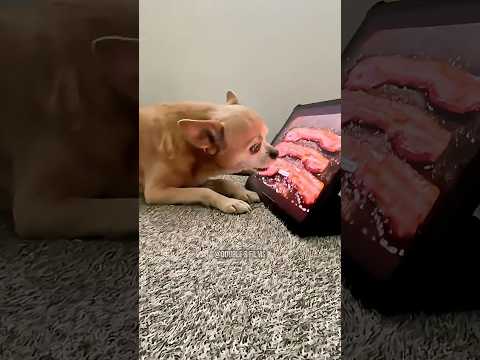 Never let your dog near an iPad! 🐶🥓