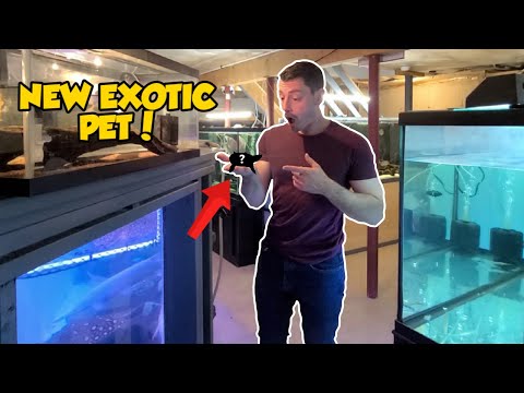 Most adorable *NEW* exotic pet! I got the cutest aquatic pet from Blakes Exotic Animal Ranch!

Check out Blakes Exotic Animal Ranch 