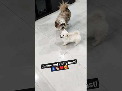 Jimmy and Fluffy masti #dog #cute #ytshorts #trending