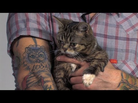 The Story of Lil BUB - UCTEq5A8x1dZwt5SEYEN58Uw