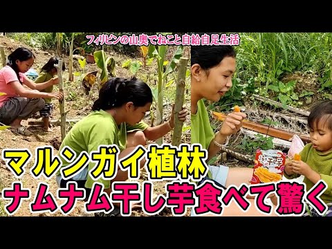 マルンガイ植林中、干し芋の美味しさに目覚めるナムナム【フィリピンの山奥でねこと自給自足生活】