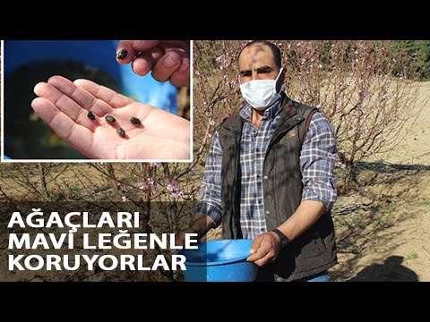 Meyve Ağaçları, Zararlılardan Mavi Leğenle Kurtuldu