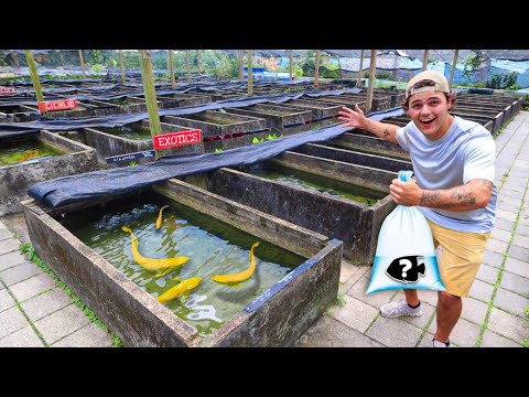 FISH SHOPPING for My POND!! This fish farm is never ending, pond after pond!! Fish from small tetra all the way to large redtail