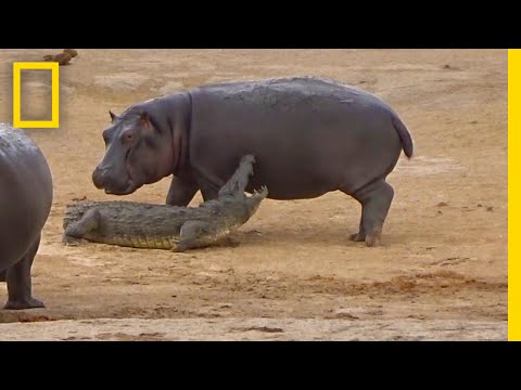 Young Hippo Tries to Play With Crocodile | National Geographic - UCpVm7bg6pXKo1Pr6k5kxG9A